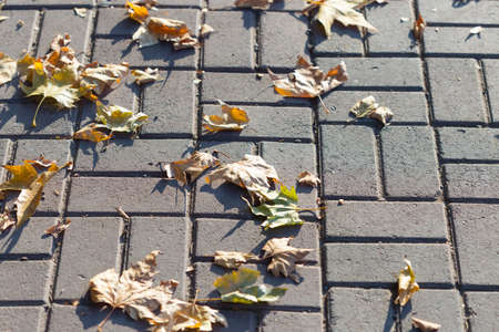Colorful fallen leaves on a sidewalk in warm Autumn day.の写真素材