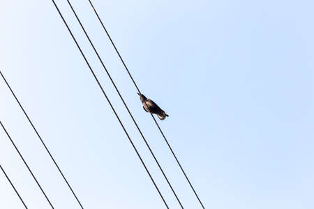 Bird sitting on a power line cable against a cloudy sky.の写真素材