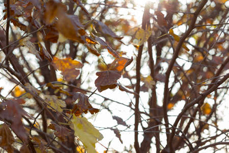 Golden autumn leaves on a branch opposite the sky, selective focusの写真素材