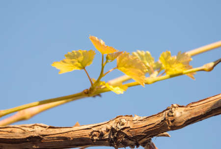 grape leaves against the skyの写真素材