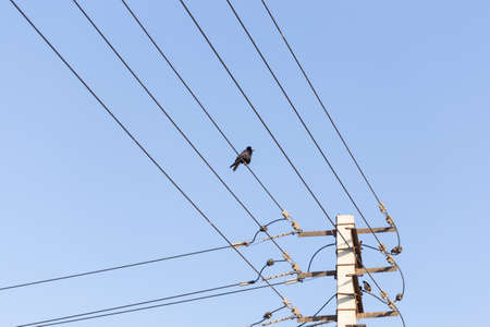 Bird sitting on a power line cable against a cloudy sky.の写真素材