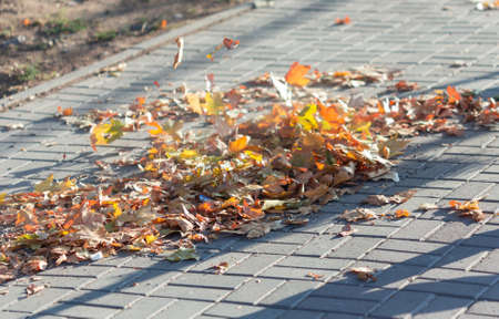 Colorful fallen leaves on a sidewalk in warm Autumn day.の写真素材