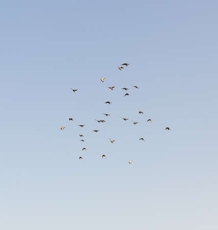 flock of speed racing pigeon bird flying against clear blue skyの写真素材