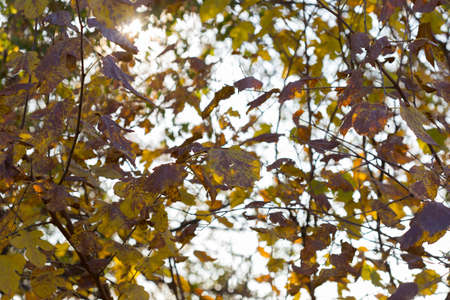 Golden autumn leaves on a branch opposite the sky, selective focusの写真素材