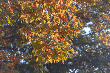 Golden maple autumn leaves on branch opposite the blue sky, selective focusの写真素材