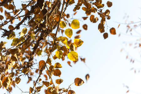 Golden autumn leaves on a branch opposite the sky, selective focusの写真素材
