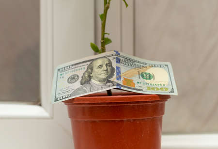 flowers of male happiness in a pot and an additional gift of one hundred dollar bills for the husbandâs birthday from his wifeの写真素材