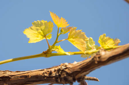 grape leaves against the skyの写真素材