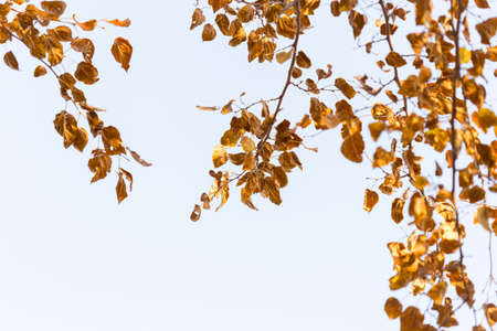 Golden autumn leaves on a branch opposite the sky, selective focusの写真素材