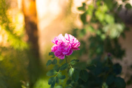 Colorful, beautiful, delicate roses in the gardenの写真素材