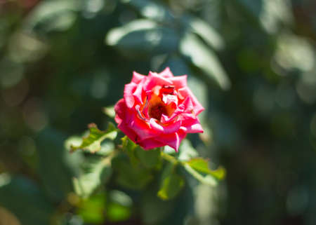 Colorful, beautiful, delicate roses in the gardenの写真素材