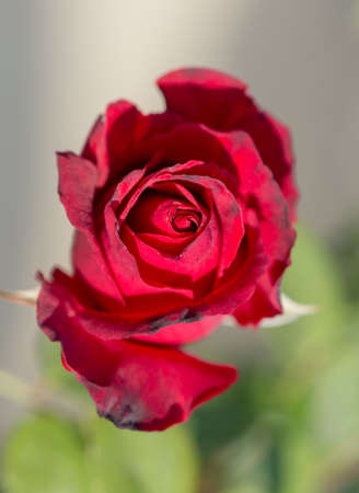 Colorful, beautiful, delicate roses in the gardenの写真素材