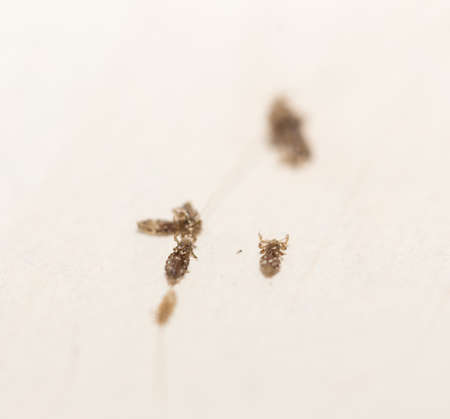 Prevention and elimination of lice. On a white tableの写真素材