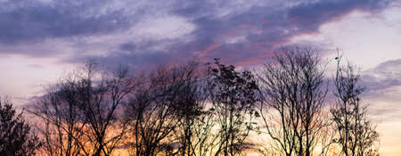 Silhouettes of tree branches at dawn. Sun. Nature sunrise. Trees silhouettes on sunrise background. Silhouettes of trees in the morning mood. silhouettes of bare winter branchesの写真素材