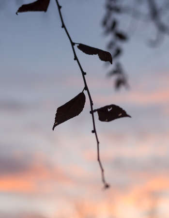 Silhouettes of tree branches at dawn. Sun. Nature sunrise. Trees silhouettes on sunrise background. Silhouettes of trees in the morning mood. silhouettes of bare winter branchesの写真素材