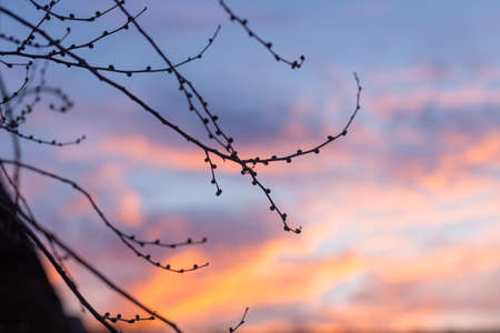 Silhouettes of tree branches at dawn. Sun. Nature sunrise. Trees silhouettes on sunrise background. Silhouettes of trees in the morning mood. silhouettes of bare winter branchesの写真素材