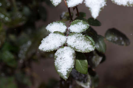 leaves rose flower in the first frostの写真素材