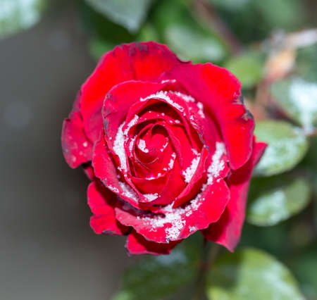 rose flower in the first frostの写真素材