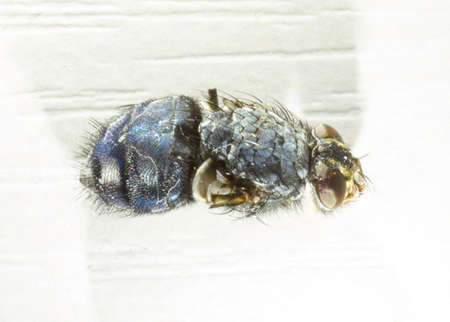 fly on a white backgroundの写真素材