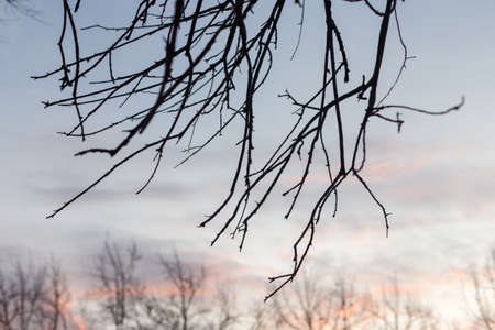 Silhouettes of tree branches at dawn. Sun. Nature sunrise. Trees silhouettes on sunrise background. Silhouettes of trees in the morning mood. silhouettes of bare winter branchesの写真素材