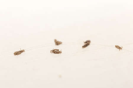 Prevention and elimination of lice. On a white tableの写真素材