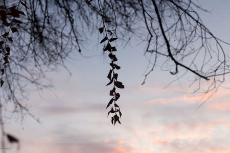 Silhouettes of tree branches at dawn. Sun. Nature sunrise. Trees silhouettes on sunrise background....