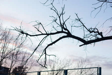 Silhouettes of tree branches at dawn. Sun. Nature sunrise. Trees silhouettes on sunrise background....
