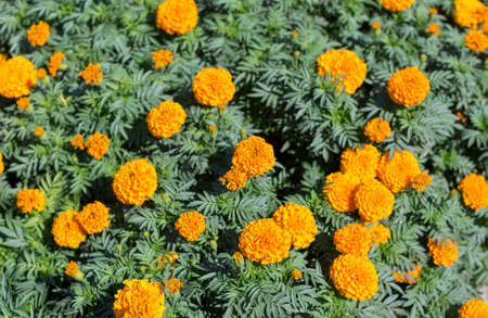 chrysanthemum beautiful gardening, yellow flower