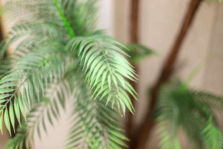 artificial ornamental plant. Exotic plants for the interior.の写真素材