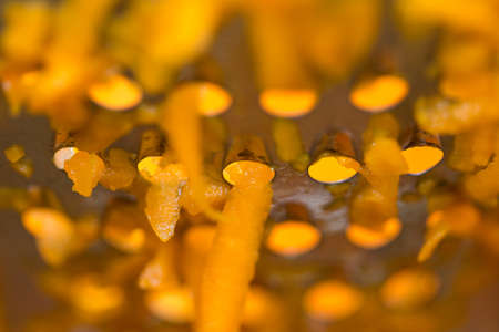 A woman's hand holds a piece of fresh pumpkin and rubs it on a metal kitchen grater.の写真素材