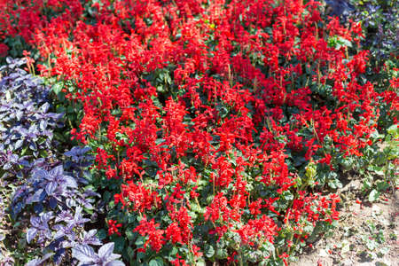 beautiful flora flower in the parkの写真素材