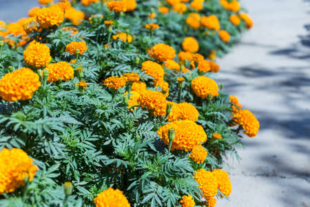 chrysanthemum beautiful gardening, yellow flowerの写真素材