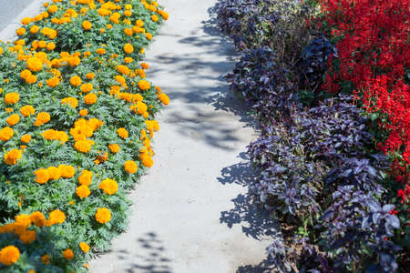 chrysanthemum beautiful gardening, yellow flowerの写真素材
