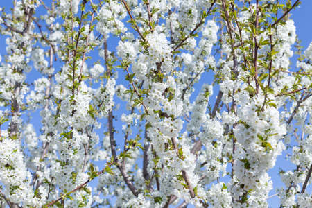 Beautifully blooming cherry trees, background with blooming flowers on a spring day.