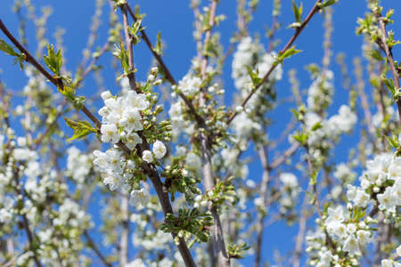 Beautifully blooming cherry trees, background with blooming flowers on a spring day.の写真素材