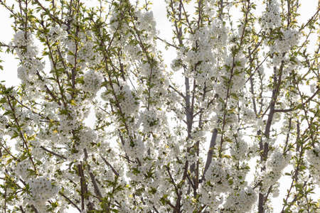 Beautifully blooming cherry trees, background with blooming flowers on a spring day.の写真素材