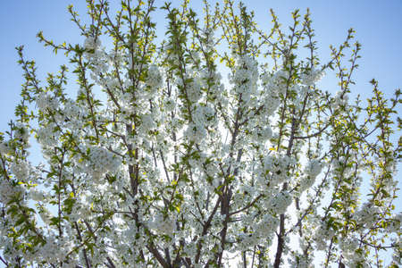 Beautifully blooming cherry trees, background with blooming flowers on a spring day.の写真素材
