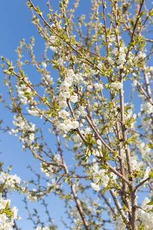 Beautifully blooming cherry trees, background with blooming flowers on a spring day.の写真素材