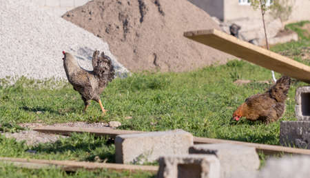 rooster and chicken went on a date in the yard on the green grassの写真素材