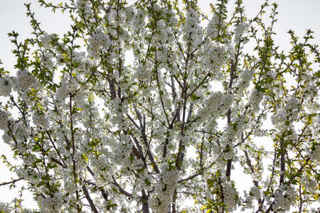 Beautifully blooming cherry trees, background with blooming flowers on a spring day.の写真素材