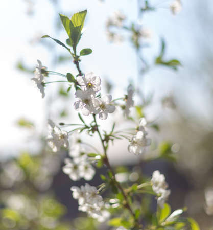 Beautifully blooming cherry trees, background with blooming flowers on a spring day.の写真素材