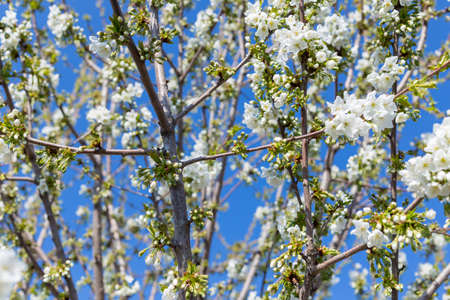 Beautifully blooming cherry trees, background with blooming flowers on a spring day.の写真素材