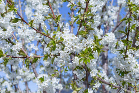 Beautifully blooming cherry trees, background with blooming flowers on a spring day.の写真素材