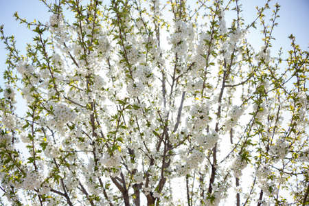 Beautifully blooming cherry trees, background with blooming flowers on a spring day.の写真素材
