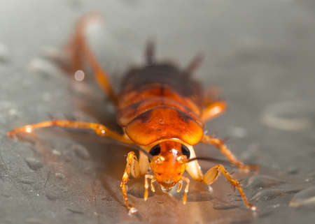 Large cockroach in a stainless steel sink against the background of a drop of waterの写真素材