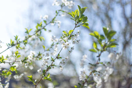 Beautifully blooming cherry trees, background with blooming flowers on a spring day.の写真素材