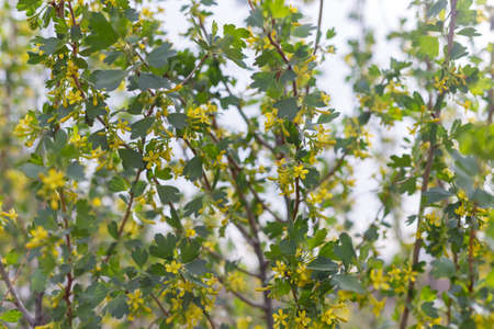 Golden currant flowers. Spring landscapeの写真素材