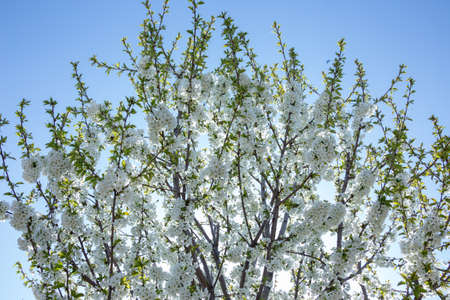 Beautifully blooming cherry trees, background with blooming flowers on a spring day.の写真素材
