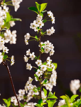 Beautifully blooming cherry trees, background with blooming flowers on a spring day.の写真素材