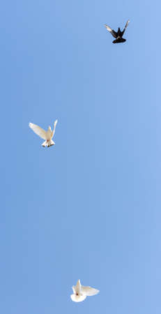 beautiful domestic pigeons on blue skyの写真素材